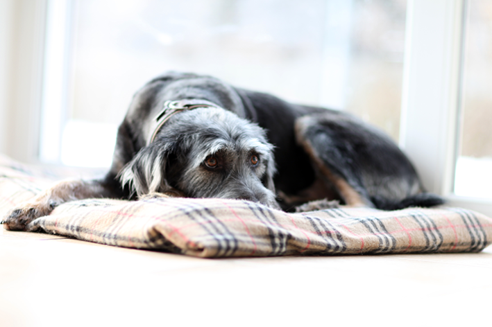 Cachorro idoso andando com dificuldade, o que pode ser?