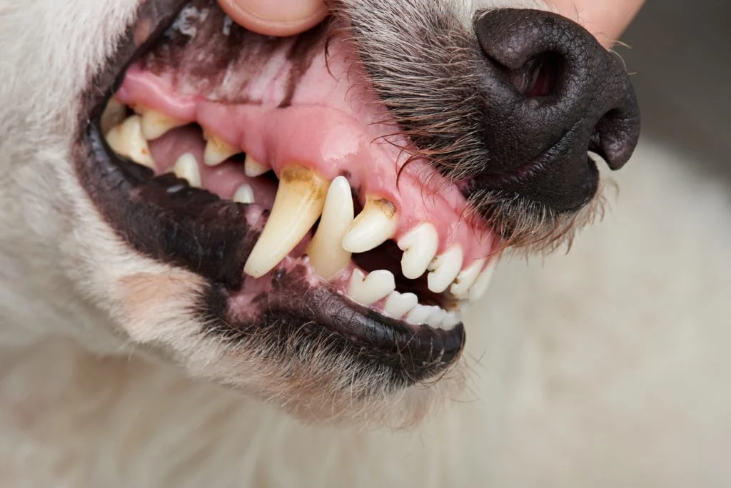 Limpeza dos dentes dos cães e gatos: quando a profilaxia dentária pet é necessária?