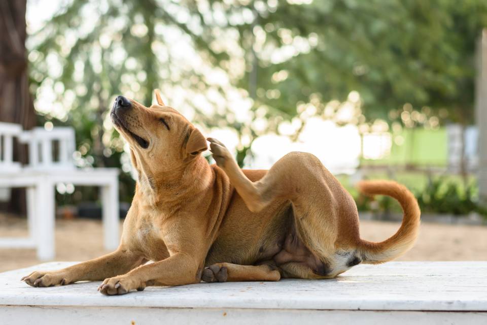 Cachorro se coçando muito: Entenda as causas da coceira, alergias e problemas de pele em cães