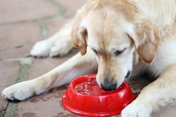“Meu cachorro está bebendo muita água: o que pode ser?” Entenda quando o aumento da sede pode ser um sinal de alerta