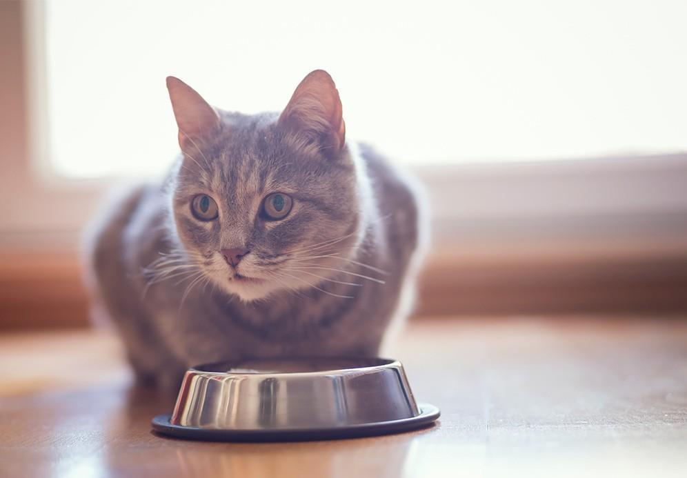 Meu gato parou de comer: quando devo me preocupar?