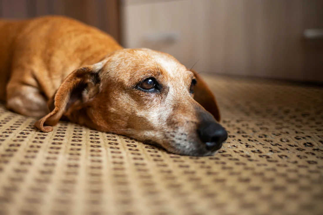 Cachorro não quer comer: quando devo me preocupar?