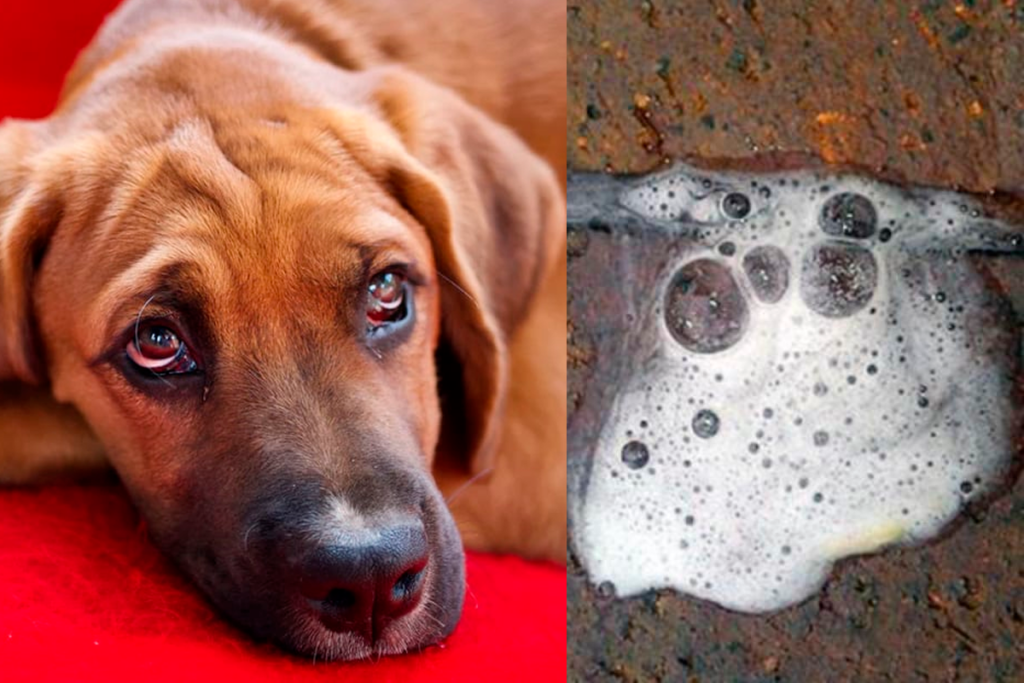 cachorro vomitando espuma branca