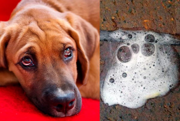 cachorro vomitando espuma branca