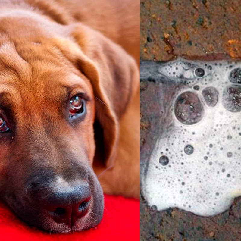 cachorro vomitando espuma branca